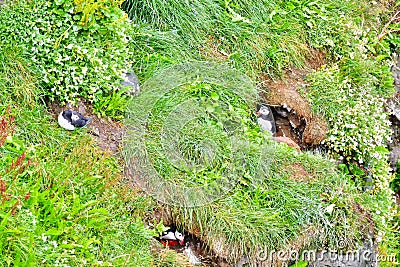 Puffin colony on a grassy cliff near Husavik Stock Photo