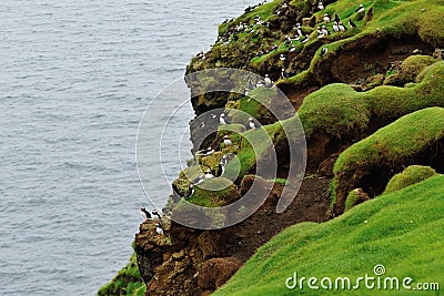 Puffin colony on the hill Stock Photo