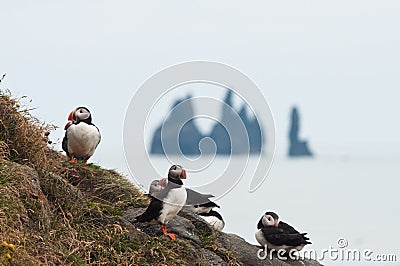 Puffin colony in Iceland Stock Photo