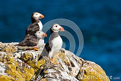 Puffin colony at the Isle of may in Scottland, UK Stock Photo