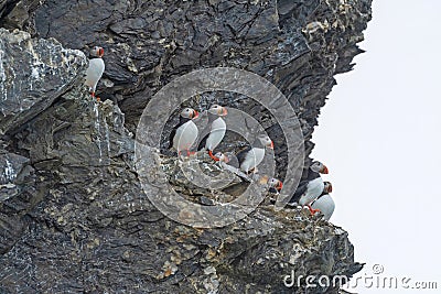 Puffin Colony Perched on a High Cliff Stock Photo