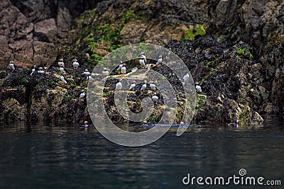 Puffin colony on a rock Stock Photo