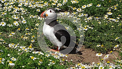 Atlantic puffin in daisy field of Skomer island Stock Photo