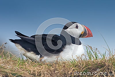 Puffin, Dyrholaey, Southern Iceland Stock Photo