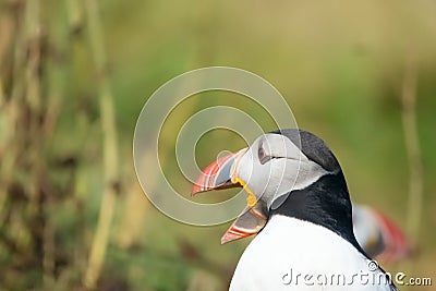 Puffin, Dyrholaey, Southern Iceland Stock Photo