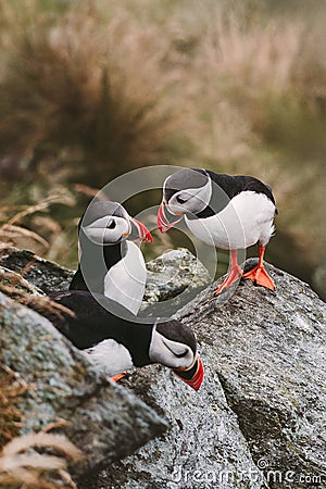 Puffin flock, birdwatching in Norway. Atlantic puffins seabirds wildlife nature cute birds Stock Photo