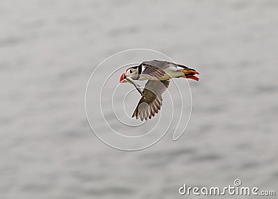 Puffin flying with Sandeels Stock Photo