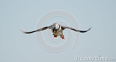 Puffin flying with sandeels Stock Photo