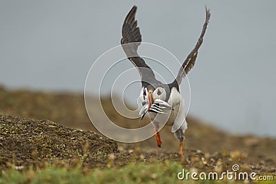 Puffin carrying small fish in its beak on Skomer Island in Wales Stock Photo