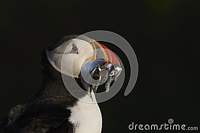 Puffin carrying fish on Skomer Island in Wales Stock Photo