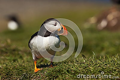 Puffin Stock Photo