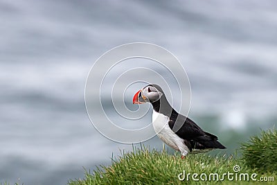 Puffin on a grassy cliff, Iceland , Iceland Stock Photo
