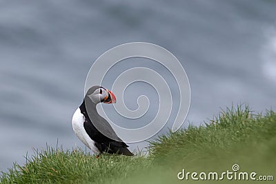 Puffin on a grassy cliff, Iceland , Iceland Stock Photo