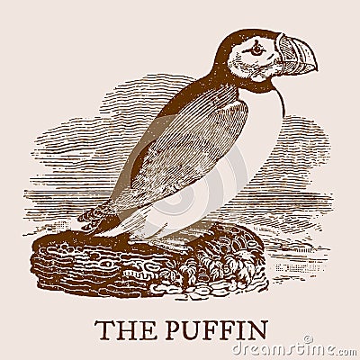 The puffin. Illustration after a vintage woodcut engraving Vector Illustration