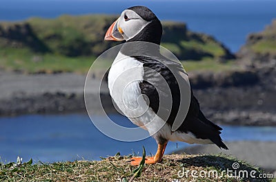 Puffin, isle of Lunga, Argyll, Scotland Stock Photo