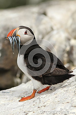 Puffin with in its beak fish Stock Photo