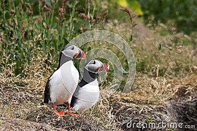 Puffin pair stands on grassy slope in wild Iceland Stock Photo