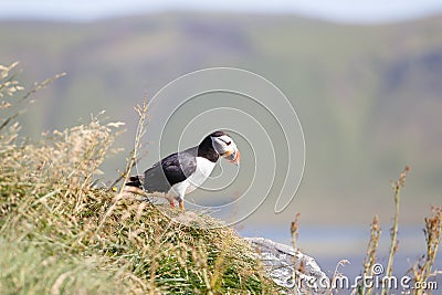 Puffin on a Promontory in Iceland Stock Photo