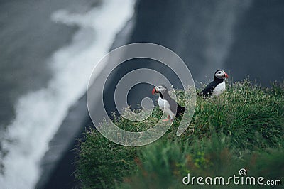 Puffin Family on the rock, Iceland Stock Photo