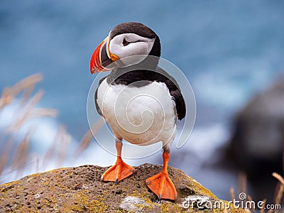 Puffin on the rocks at latrabjarg Iceland on a sunny day Stock Photo