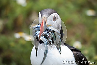 Puffin with sand eels Stock Photo