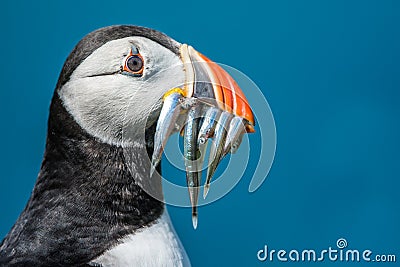 Puffin with Sand Eels Stock Photo