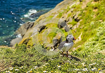 A Puffin strolls along a cliff edge on Skomer Island, Wales Stock Photo