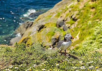 A Puffin strolls along a cliff edge on the way back to his burrow on Skomer Island breeding ground for Atlantic Puffins Stock Photo