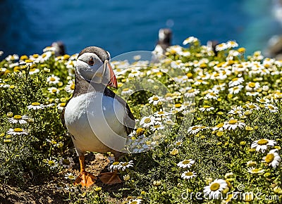 A Puffin strolls through the daisies on Skomer Island, Wales Stock Photo