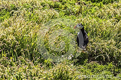 A Puffin strolls through the grass towards his burrow on Skomer Island breeding ground for Atlantic Puffins Stock Photo