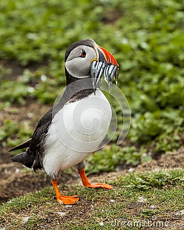 Puffin. Stock Photo