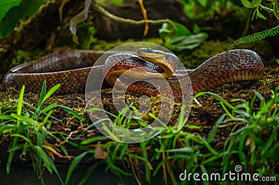 Puffing Snake - Phrynonax poecilonotus is a species of nonvenomous snake in the family Colubridae. Stock Photo