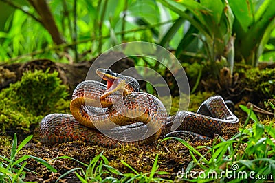 Puffing Snake - Phrynonax poecilonotus is a species of nonvenomous snake in the family Colubridae Stock Photo