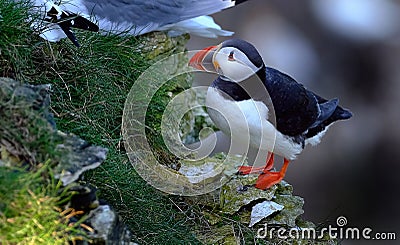 Puffins are any of three species of small alcids in the bird genus Fratercula Stock Photo