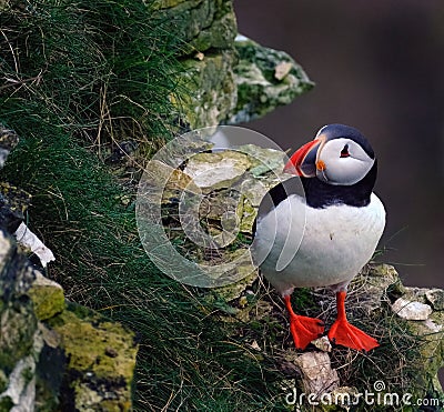 Puffins are any of three species of small alcids in the bird genus Fratercula. Stock Photo