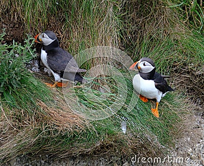 Puffins on the chalk cliffs of east Yorkshire, Uk. Stock Photo