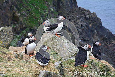 Puffins on a cliff in Faroe Islands Stock Photo