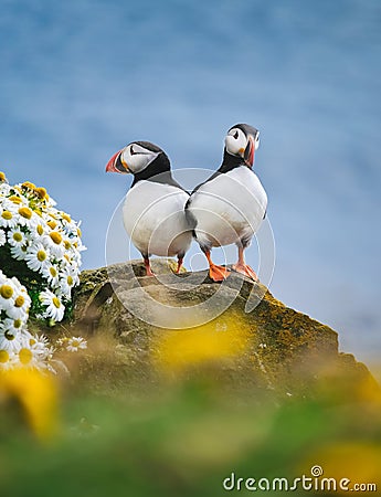 Puffins in Iceland. Seabirds on sheer cliffs. Birds on the Westfjord in Iceland. Composition with wild animals. Stock Photo