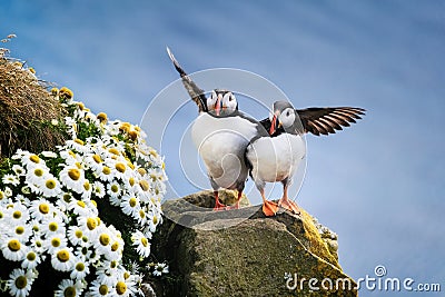 Puffins in Iceland. Seabirds on sheer cliffs. Birds on the Westfjord in Iceland. Composition with wild animals. Stock Photo