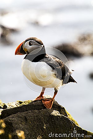 Puffins in LÃ¡trabjarg Stock Photo