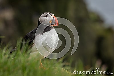 Puffins nesting at latrabjarg cliff Iceland Stock Photo