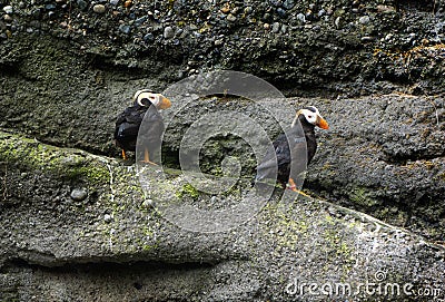 Puffins on Sea Wall Cliff Stock Photo