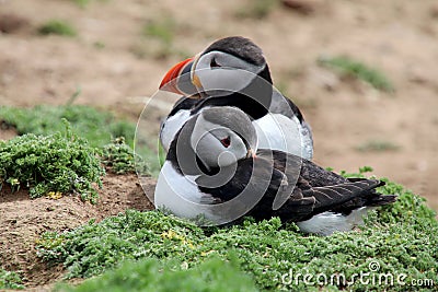 Puffins on Skomer Island Stock Photo