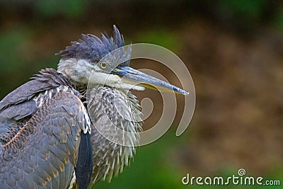 Puffy heron Stock Photo