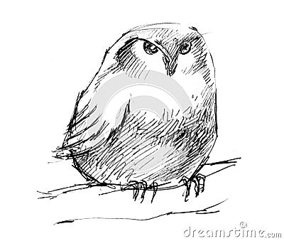 Puffy owl pencil drawing Cartoon Illustration