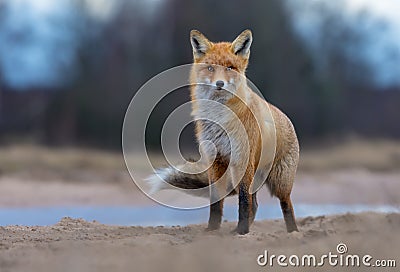 Puffy Red Fox posing on sand road anf looks at the viewer in turbulent and rough weather Stock Photo