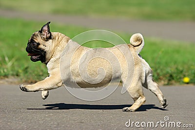 Pug Stock Photo