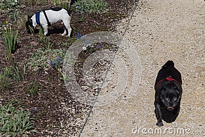 pug adelheid and dogfriend Stock Photo