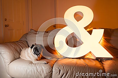 Pug and Ampersand Stock Photo