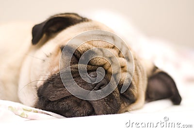 Pug dog Stock Photo